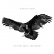 Vultures Above - Lions Below