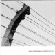 Songs for a Barbed Wire Fence