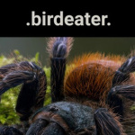 .birdeater.