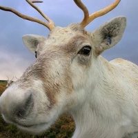 Reindeer