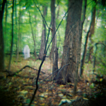 Seminary Woods